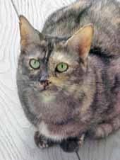 Please call 910-259-7022 to adopt us! Pender Humane Society My name is Camille and I m a 1-year-old pastel Tortie. I m as pretty as a fine work of art with my stunning coat and green eyes!