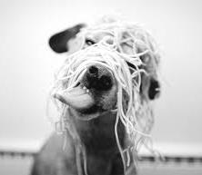 Spaghetti Dinner Benefits Homeless Pets at Pender Humane Society Join Pender Humane Society on March 9 at its Post Flo Spaghetti Dinner at the Hampstead Community Center located at 4435 U.S. Highway 17 from 5:30pm to 7:30 pm.