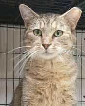 Brunswick County Sheriff s Animal Protective Services Please call 910-754-8204 to adopt us! OPEN SATURDAYS! Hi! My name is Boop (A083287).
