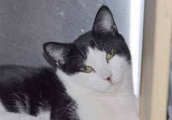 Please call 910-792-9014 to adopt us! CAT: Cat Adoption Team We re at Petsmart 7 days a week. Well, hello there! I'm Sandy. I'm a white and gray Tabby female cat, approximately 1-year-old.