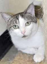 I'm very vocal and I enjoy playing with adult cats. I also love to look outside and watch all the birds. Won t you come meet me? Hi, I'm a very pretty kitty who goes by the name of Valentina!