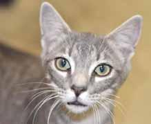 I get along well with cats, kittens, and well-behaved dogs, both big and small. Come meet me at the Petsmart C.A.T. adoption center! I'm Vinny! I'm a 6-month-old gray Tabby boy.