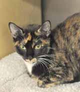 I enjoy the company of other cats, too! My foster mom is Debbie and you can call her if you have any questions: 910-547-0107. To meet me, I'm at the Petsmart C.A.T. adoption center.