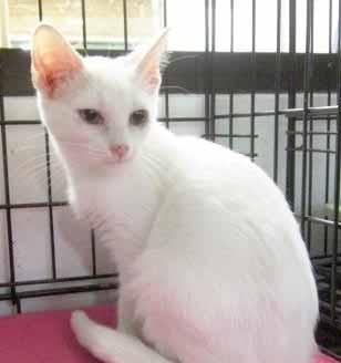 Please call 910-253-1375 to adopt us! Cat Tails Like a beautiful flower, Camellia, I am a bright, beautiful Calico kitty. I can still be called a kitten because I m only 11-months-old.