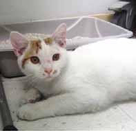 I am only 10-months-old so I am also still a kitten in cat age! Where s Laverne? Will you be my Laverne? My name is Shirley, as you might have guessed. I am tired of everyone asking where Laverne is.