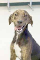 Please contact the shelter today and ask about me, Mopar (A333229). Short and sweet, that s me! I m Samantha (A333450), a 10-year-old Bassett Hound mix.