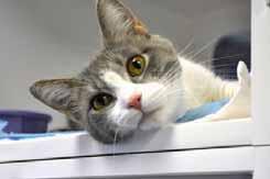 A shelter is just not the same as a warm, cozy, loving home. Once given some time to adjust to life outside the shelter, I will be a terrific companion. I just need someone to give me a chance.
