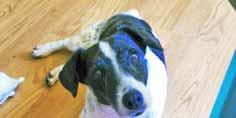 - Wilmington, NC My name is Kato and I am a beautiful, black and white mantle Great Dane and Lab mix.