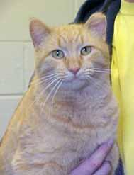 I arrived at the shelter on January 9 as a stray and am ready to go home with you! I m just 3-yearsold and I like everyone I meet, especially if they have a tasty treat.