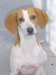 Please call 910-259-7022 to adopt us! It s me, Maggie Mae! I m a 2-year-old girl and it s believed that I m a Beagle mix. I can act shy at first but I warm up very quickly!