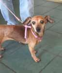 I am a 12-year-old Chiweenie who is small and happy. My foster mom and dad are calling me Happy because that describes my personality.