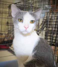 My name is Jack and I am one of 29 cats that Adopt-An-ANGEL rescued from Duplin Animal Services when they closed their cat room to renovate it in January.