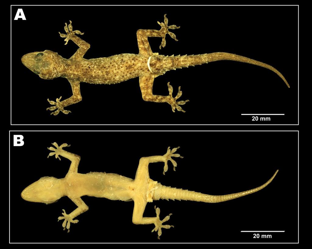 Mirza and Raju Fig. 1. Hemidactylus chipkali sp. nov. male holotype NCBS AT107, (A) dorsal view, (b) ventral view.
