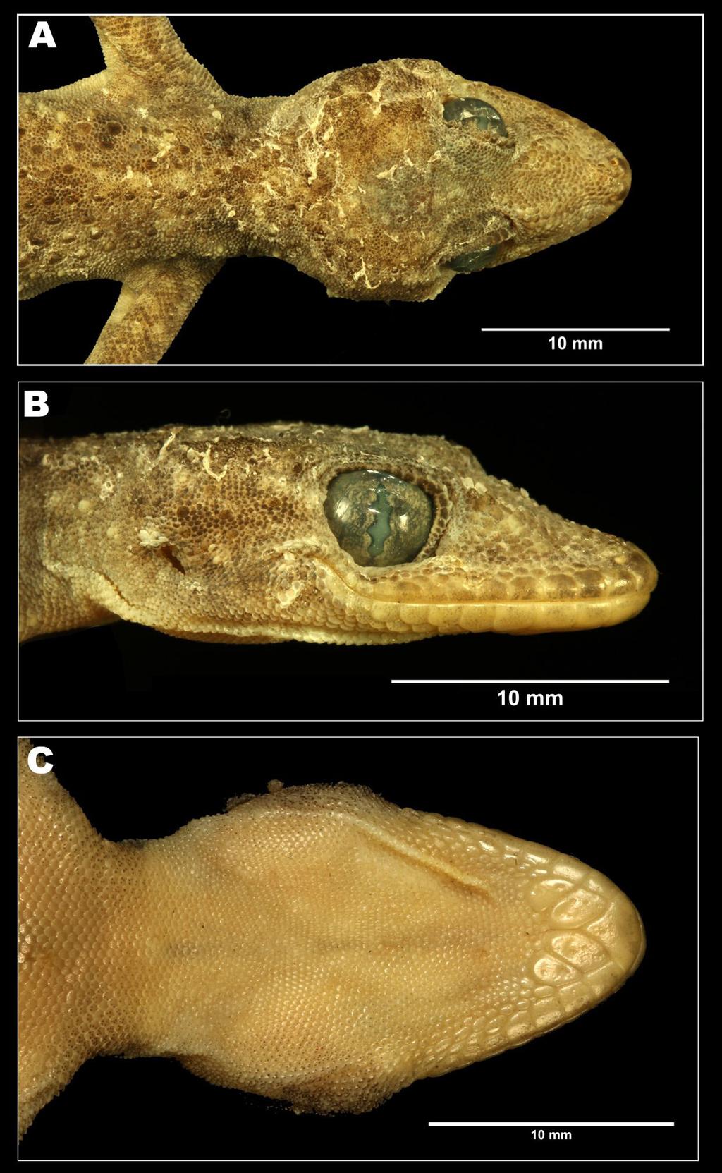 A new gecko of the genus Hemidactylus Fig. 3. Hemidactylus chipkali sp. nov.