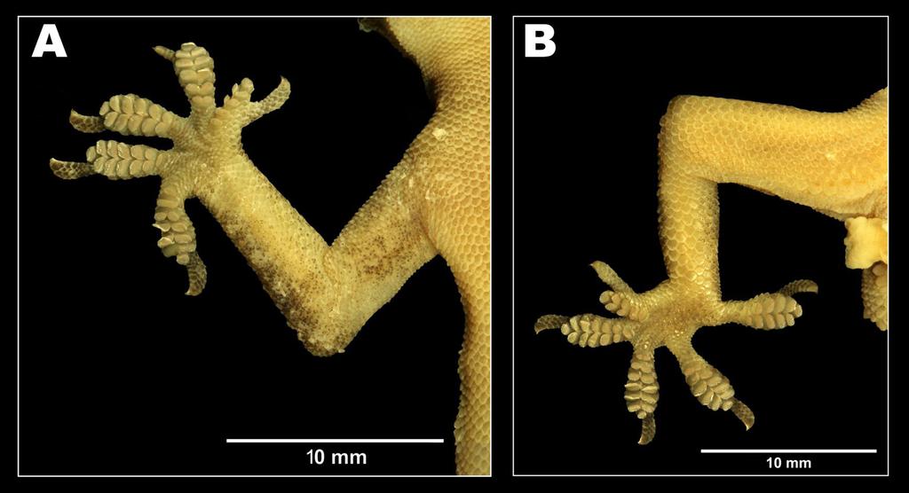 Mirza and Raju Fig. 4. Hemidactylus chipkali sp. nov. male holotype NCBS AT107 (A) right manus, (B) right pes. approached with flashlights.