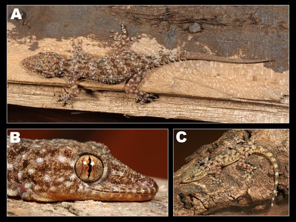 A new gecko of the genus Hemidactylus Fig. 5.