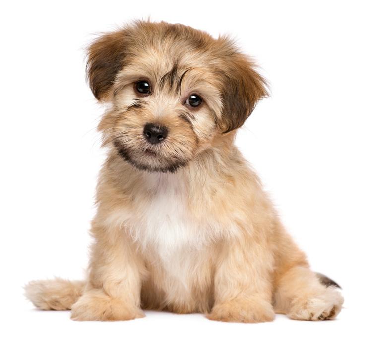 KEEP YOUR PUPPY HEALTHY FOR LESS with our - 4 Developmental Exams PUPPY ESSENTIAL CARE PLAN Monthly Payment: $68.