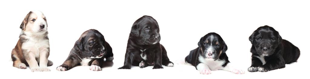 How to socialise your puppy and why it is so important Advice for breeders and new owners What is socialisation? Socialisation is one of the most important things you can do for your puppy.