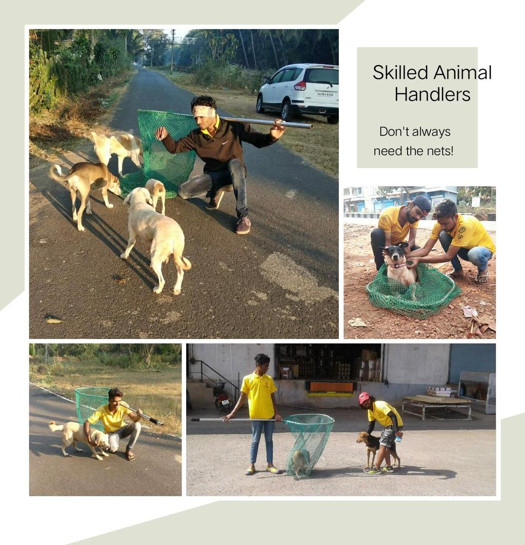 This month, our animal handlers demonstrated some great catching skills and excellent human-dog interactions dogs usually run away at the sight and smell of the nets
