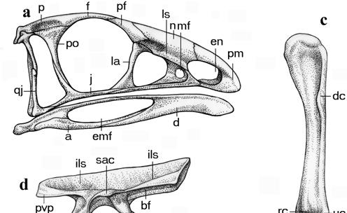 Figure S1. Limusaurus inextricabilis selected elements. a, Skull in lateral view; b, Left scapulocoracoid in lateral view; c, Left manus in dorsal view; d, Pelvis in lateral view.