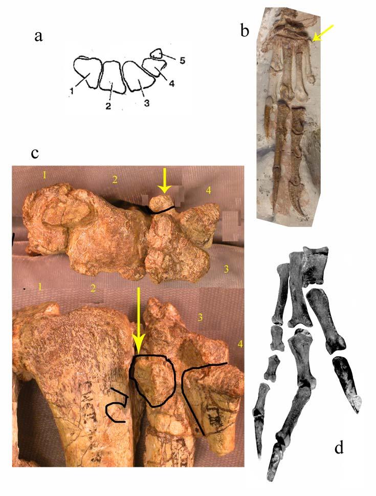 Figure S3. Theropod manual morphologies as represented by several non-avian theropod taxa.