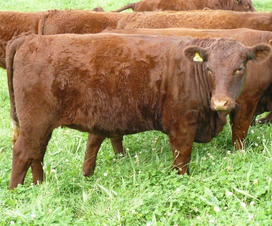 New Zealand RED DEVON Cattle Breeders Association News