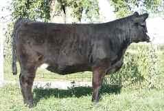 56 3C Macho x PB Angus AI 6-12-08 to Star Power Consigned by Sievers Show Cattle She should generate