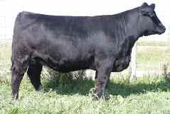 56 57 3C Macho x Angus AI 5-12-08 to Star Power Consigned by Sievers Show Cattle This is a beautiful