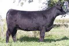 67 Aftershock x Angus AI 6-24-08 to Lut Here s another nicely built, cowy, cleanly bred one.