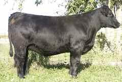 71 Friction x Paydirt Fall 2006 Bred heifer AI 5-22-08 to Star Power Beautiful