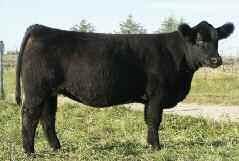 71 72 Friction x Total Play Son Fall 2006 Bred heifer AI 4-29-08 to Pale Face You