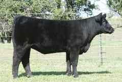 ! 72 73 Friction x Wiscus Fall 2006 Bred heifer AI 5-9-08 to Maximus Great