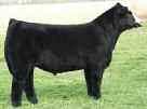 Powerdrive Purebred Simmental Shiver THF/PHF Star Power THF/PHF Cowan s Ali x Polled Energizer Purebred Maine-Anjou