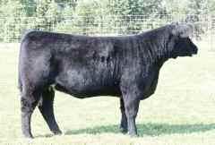 be in the seats on the 28th. This female is absolutely designed to be a club calf producing machine.