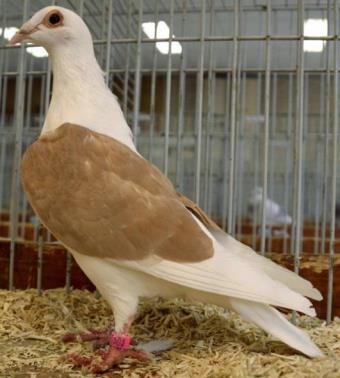 When this article is posted online, the Champion Show in Nieuwegein, being the Dutch National Pigeon Show of