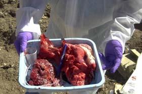 Human Pathological Wastes Tissues, organs, and