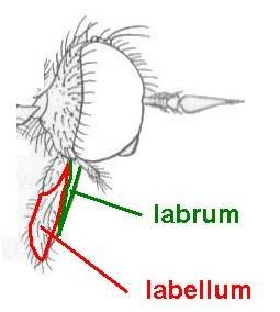 15 Labellae of proboscis long and slender, very shorthaired, the hairs not so long as labellae are wide. Labrum at least one and a half times longer than head is deep.