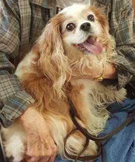 Page 4 October 2018 Chatter-Barks Sincere Sympathy to Margaret & Anna Johnson I lost Mother's 14 year old Cavalier, Merry,