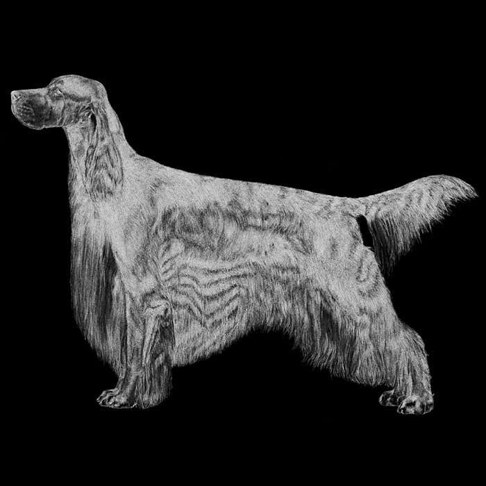 LLEWELLIN SETTER The Llewellin Setter is widely cherished as one of the best upland bird hunting dogs.