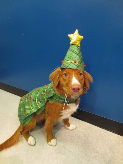 D-TAILS MONTLY RUFF DECEMBER 2012 NEWSLETTER Happy holidays from Donna, Cay, and the staff at D Tails. Miss Cay as a Christmas tree Come to D-Tails for all your gift giving needs.