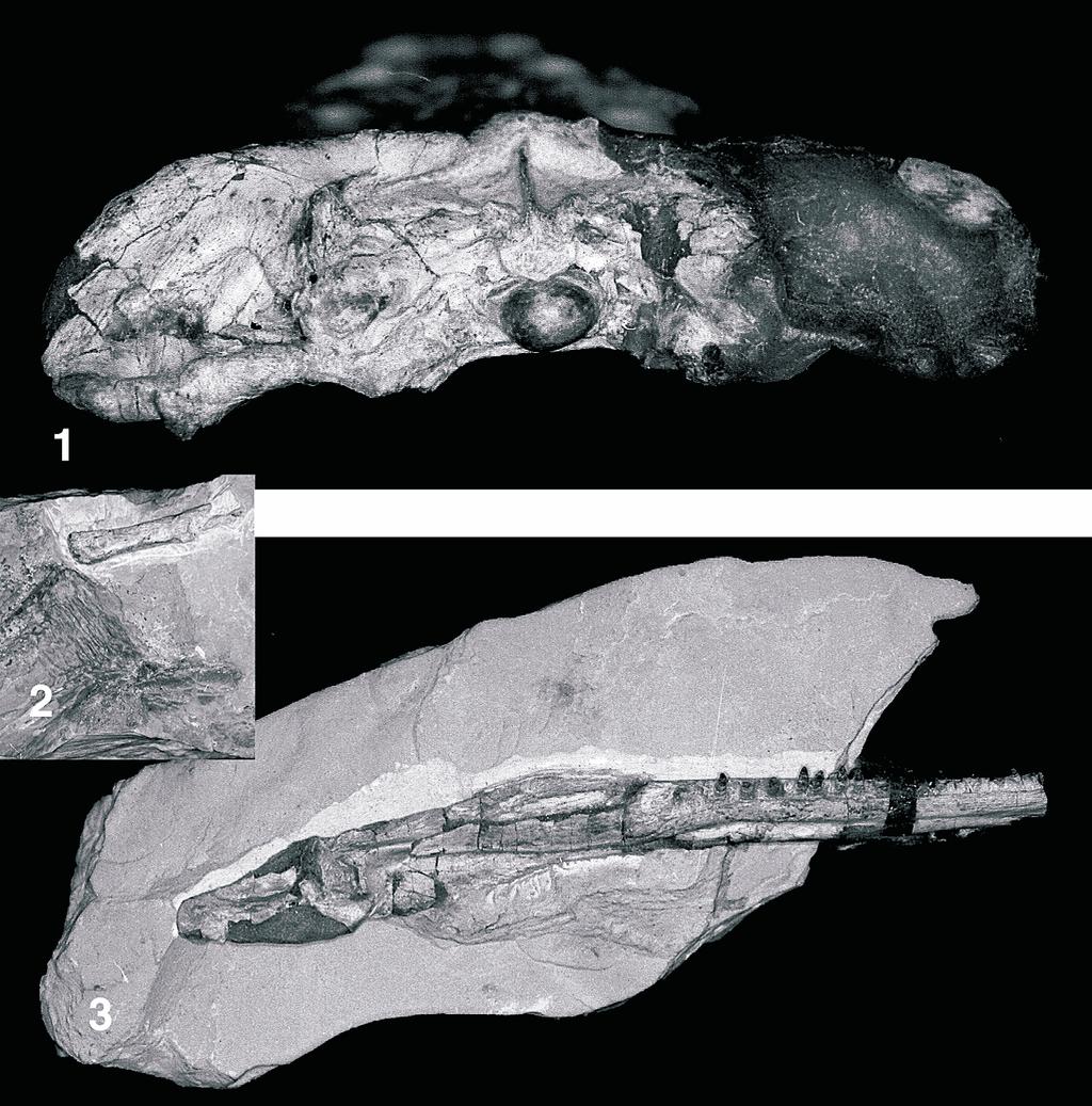 ALBERS AND RIEPPEL NEW NOTHOSAURUS FROM THE NETHERLANDS 741 FIGURE 3 Nothosaurus winterswijkensis n. sp., holotype, NMNHL-St 4430. 1, Skull in posterior view ( 1.1); 2, hyobranchial element ( 0.
