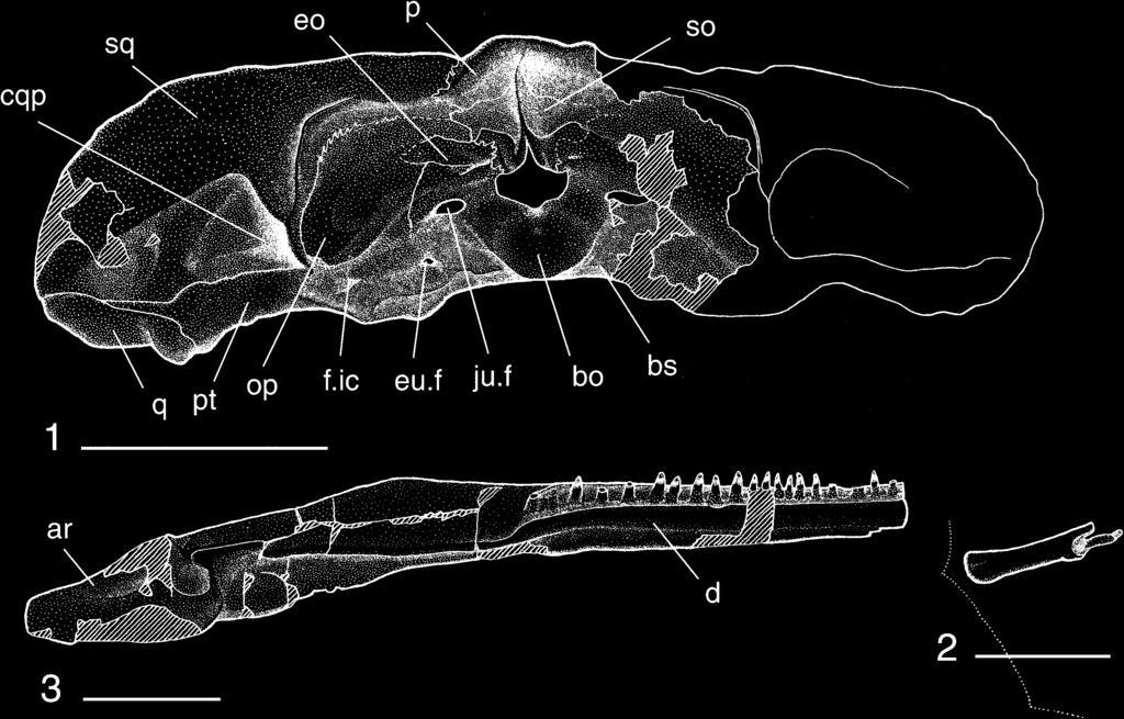 1, Skull in posterior view; 2, hyobranchial element, below the ossification the location of the imprint of the skull is marked with a dotted line; 3, partial lower jaw. Scale bars represent 20 mm.