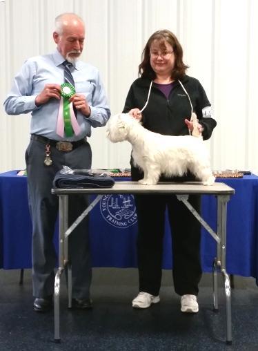 Elyria Ohio Miniature Bull Terrier, Linus Best in Match Adult 12 month and older Maria Ostapowicz from Edinburg,