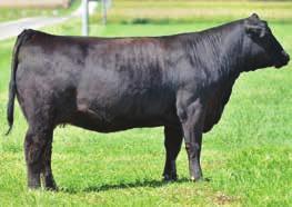 19 A Washburn Simmentals YSC/NBA Hopes Expedition 9/5/12 2740004 Z68 76 Bred AI to Mr NLC Upgrade, ASA#2474338 on 4/6/14 19 B