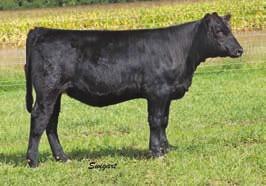 This heifer also has tons of body, a trait we expect from this cow family. 6 3.5 71 112 11 21 57 0.03 0.