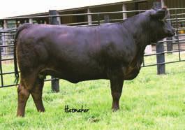 We are always looking for a new bull to sample and we thought that Jump Start would sure be one worth trying he is a Hummer out of a Shear Force cow.