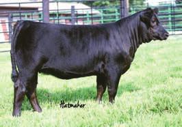6 93 STF Shocking Dream SJ14 KenCo Miley Cottontail Leachman Saugahatchee 3000C HPF Ms Lia L016 We are committed to offering our best each and every year.