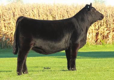 69 122 KLS/KKK Skittles S614 - reference dam Son of KLS/KKK Skittles S614 - reference Selling 3 embryos guaranteeing 1 pregnancy if work is performed by a certified embryologist.