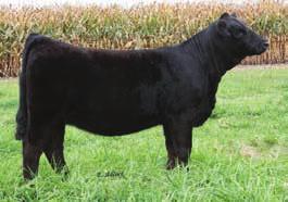 She is an excellent example of quality Simmental traits that will work for purebred or percentage enthusiasts.