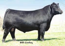 This cow family flat out delivers ideal cattle that top sales and work in the real world.